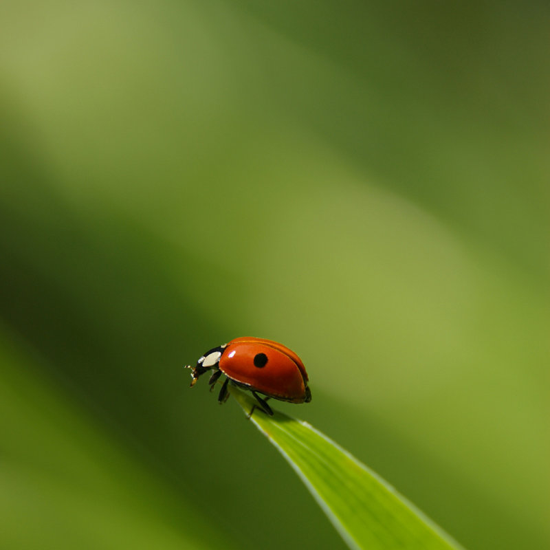 Solveg Ladybug - Wrapped Canvas Print, 30cm H x 30cm W x 3.8cm D