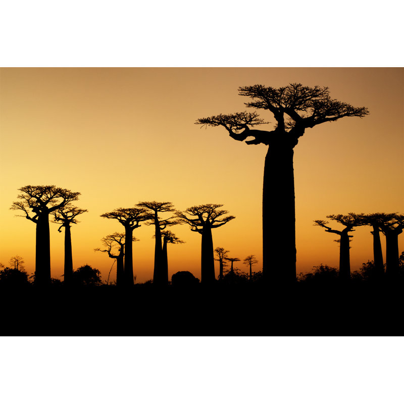 Baobabs Trees by ANTITESI - Wrapped Canvas Print, 81cm H x 122cm W x 3.8cm D