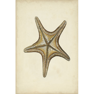 Sealife Collection IV - Wrapped Canvas Print