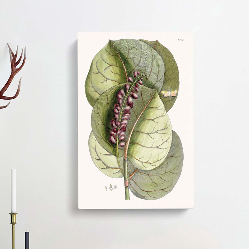 Mangrove Grape Tree & Butterfly by Mark Catesby - Wrapped Canvas, 91cm H x 60cm W x 3cm D
