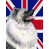 Keeshond sélectionné