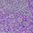 Machine Washable Indoor/Outdoor Claudian ACN1651 Purple Rug-104366140