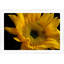 Sunflower Print by Lillian August