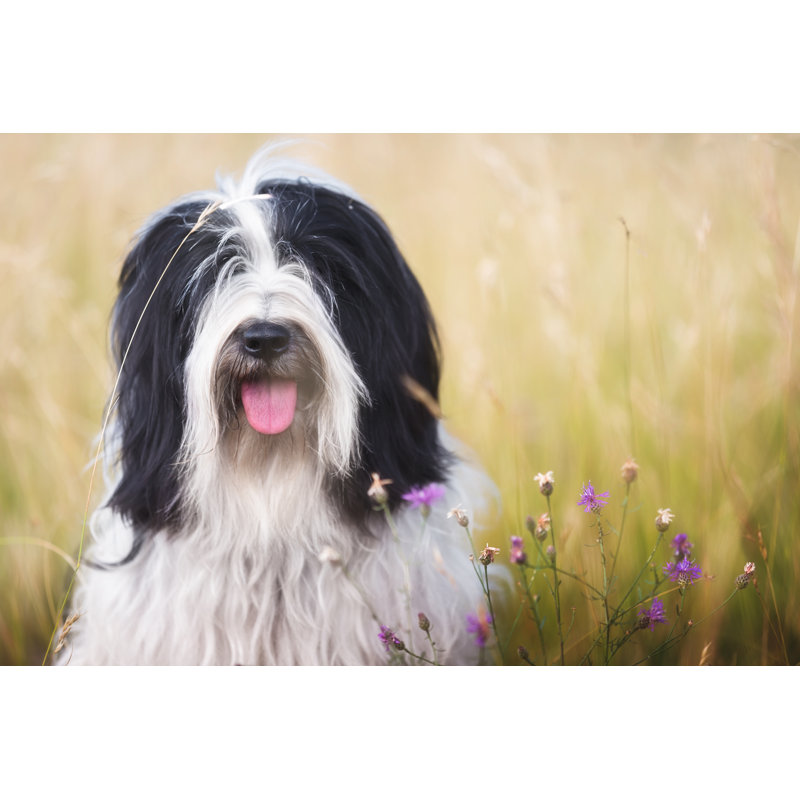 Woolhorpe tibétain Terrier, H 8 po x l 12 po