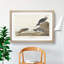 Sandpiper Birds by John Audubon - Picture Frame Painting Print-55601804-55601802