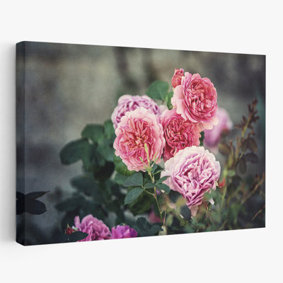 Plantes, fleurs, roses d'Ecosse I, art mural