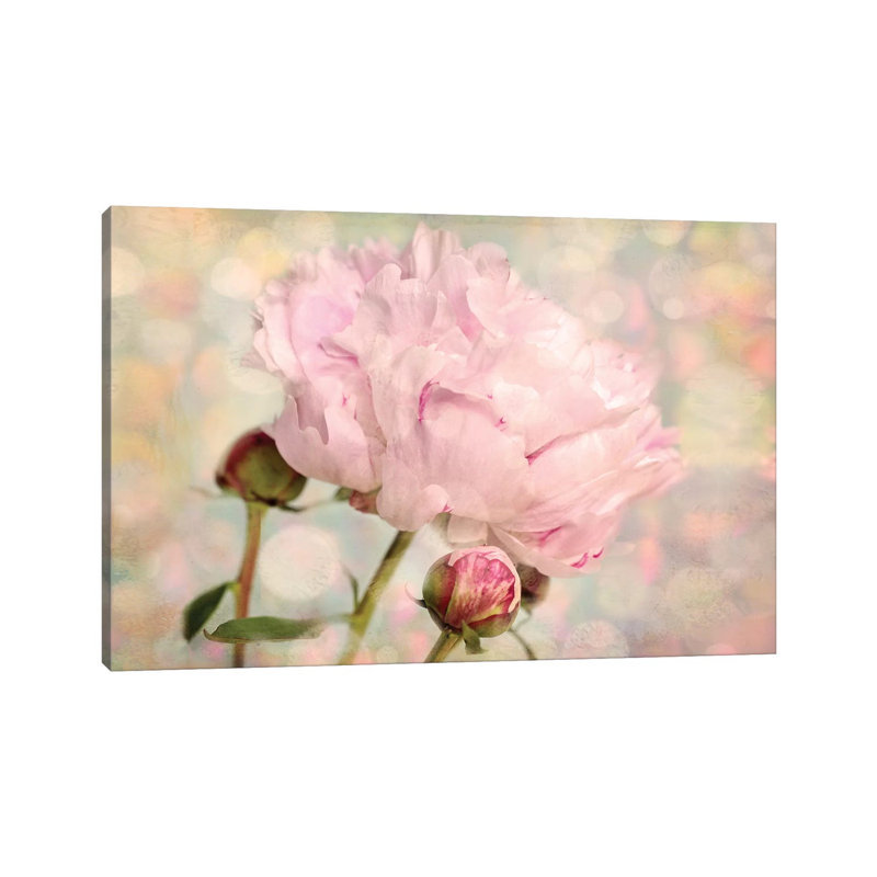 Pink Peony by Ros Berryman - Print on Canvas, Wrapped Canvas, 66.04 cm H x 45.72 cm W x 3.175 cm D