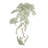CALADIUM SPILLER STEM