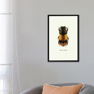 " Aphodius Coniugatus " by GraphINC