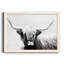 Highland Longhorn - Cadre flottant, reproduction de photo sur toile-557251673-557018443