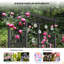 61" W x 21.5" D Vinyl Outdoor Wedding Arbour-115234584