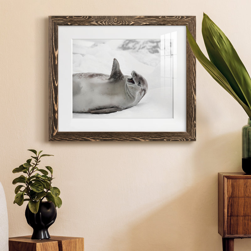 Laughing Seal - photographie avec cadre photo, H 20 po x l 17 po x P 1,5 po, Papier avec cadre noyer