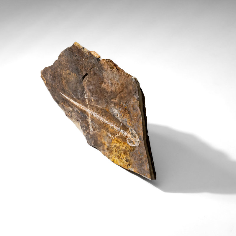 Genuine Liaoxitriton Fossil Plate (199.5 Grams)