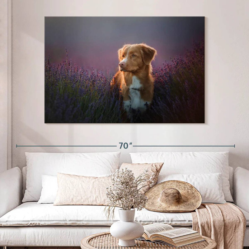 Golden retriever dans un champ de lavande, H 34 po x l 51 po