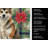 Sesame Akita Christmas PoinsettIas Kitchen Towel-2080583787