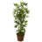 48'' Faux Bamboo Tree in Wicker/Rattan Basket