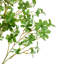 Faux Bonsai Tree in Pot-760590337
