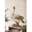  Tête de canard en faux béton 17,5 po H