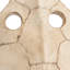 Sulcata Turtle Sculpture
