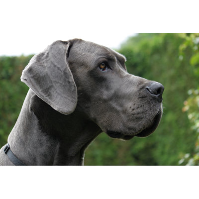 Doggenportrait - Wrapped Canvas Print