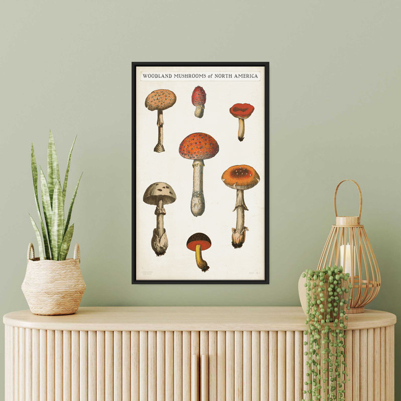 "Mushroom Chart III Light" by Wild Apple Portfolio Print on Canvas in a Floater Frame, 33.5" H x 21.5" W, Black