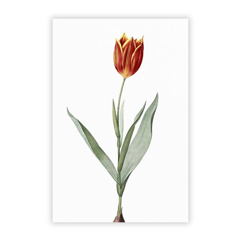 Tulip Flower 1 Piece Wall Art, 29.7 cm H x 21 cm W
