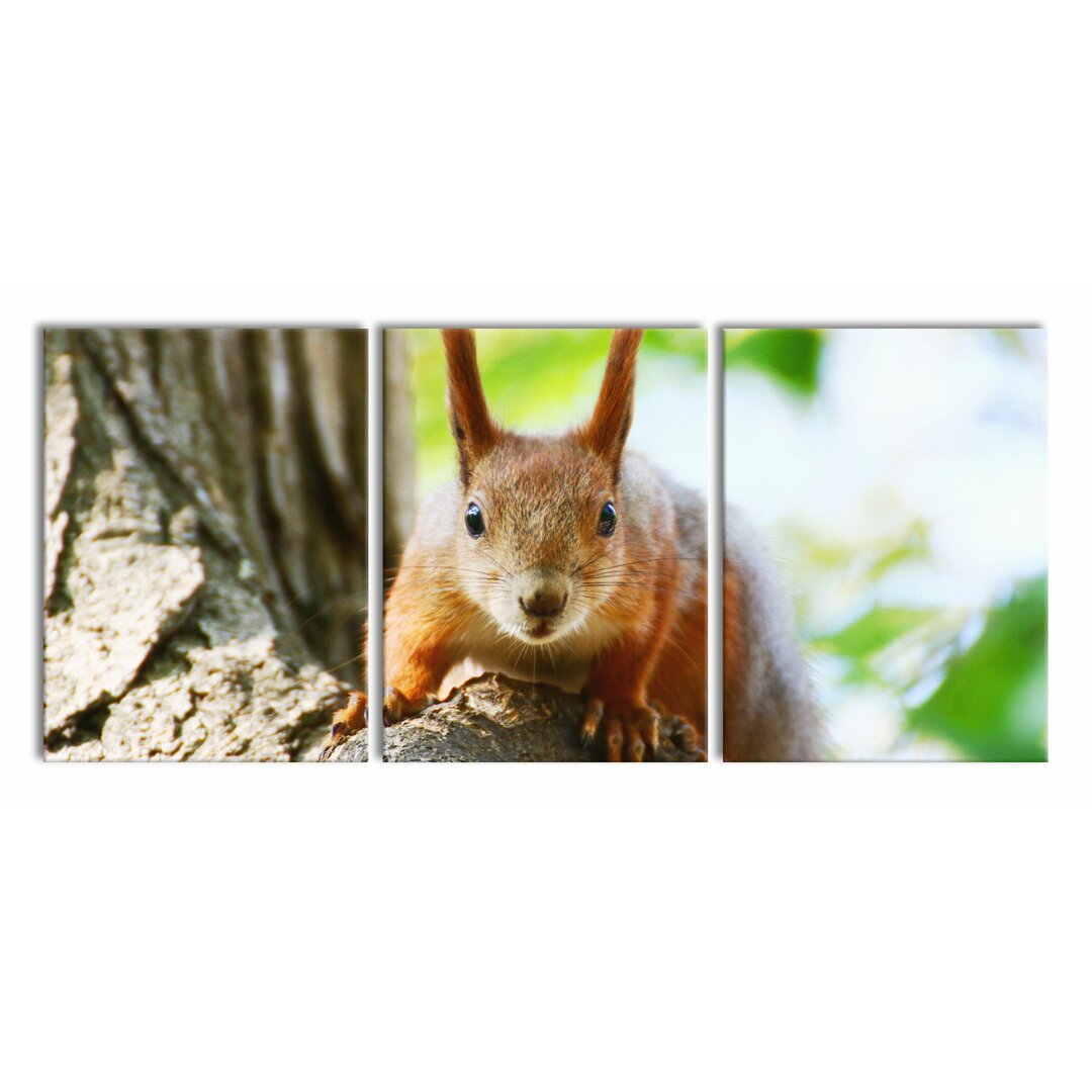 3-tlg. Leinwandbilder-Set Eichhörnchen auf dem Baum