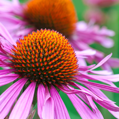 Echinacea - Wrapped Canvas Print