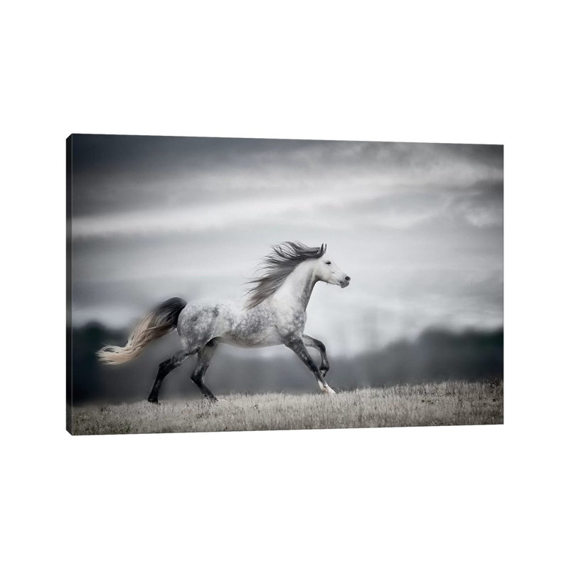 Wind Blown Mane II by PHBurchett - Wrapped Canvas Print, 20.32 cm H x 30.48 cm W
