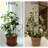Indoor Plant Trellis For Climbing Plants, Stackable Garden Trell...