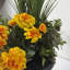 Marigold Medows en pot