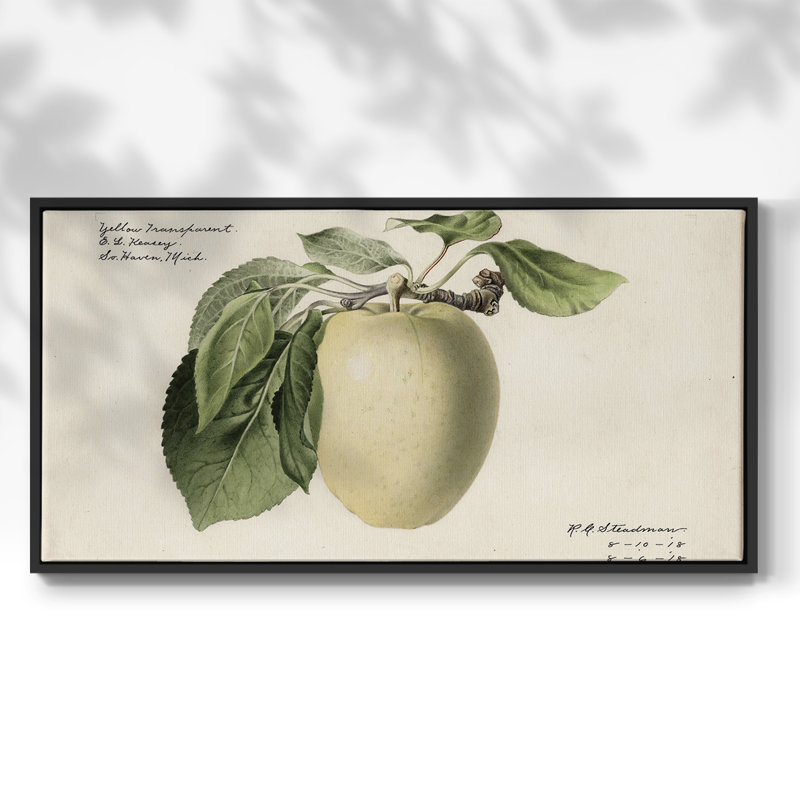 Botanical Series-CDXLIX- Toile tendue avec châssis tendue, prête à être accrochée, H 21 po x l 41 po, Noir