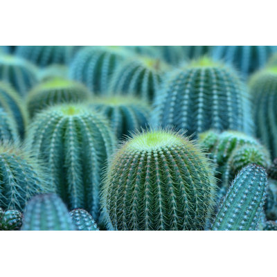 " Cactus Plant " by Prinprince