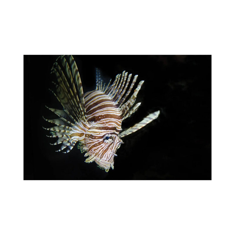 In The Dark by David Gardiner - Print on Canvas, Wrapped Canvas, 20.32 cm H x 30.48 cm W