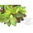 Faux Croton Plant in Pot Liner-1527792869