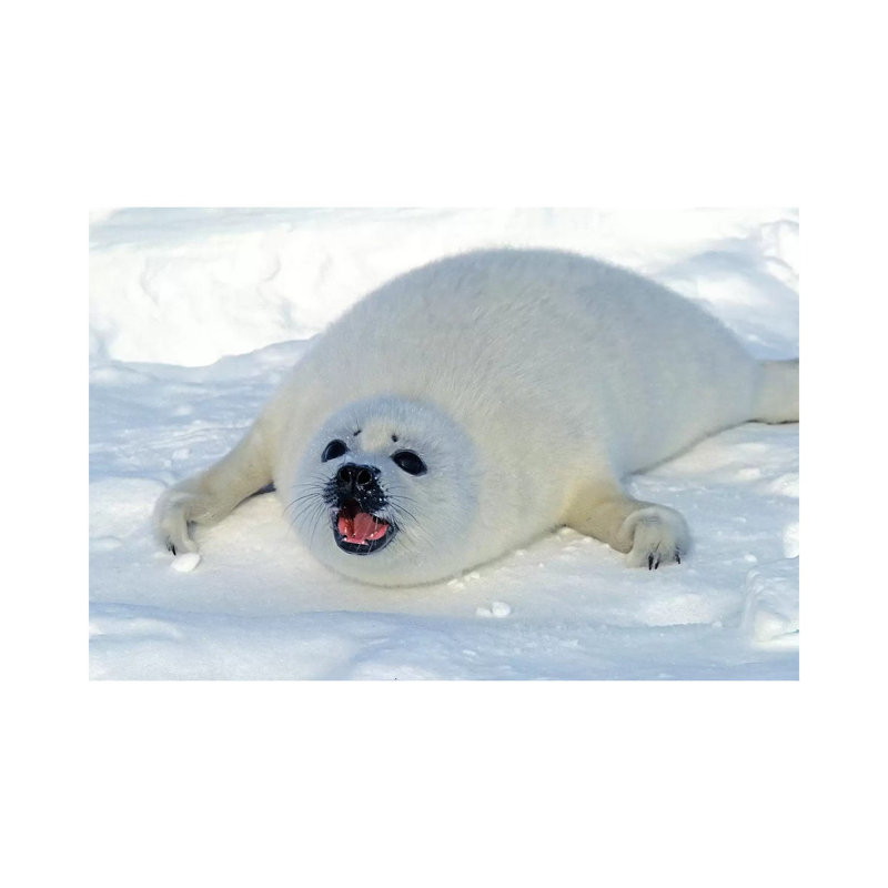 " A Young Harp Seal Calling For Its Mother, Canada I " by VWPics, 18" H x 26" W x 1.5" D