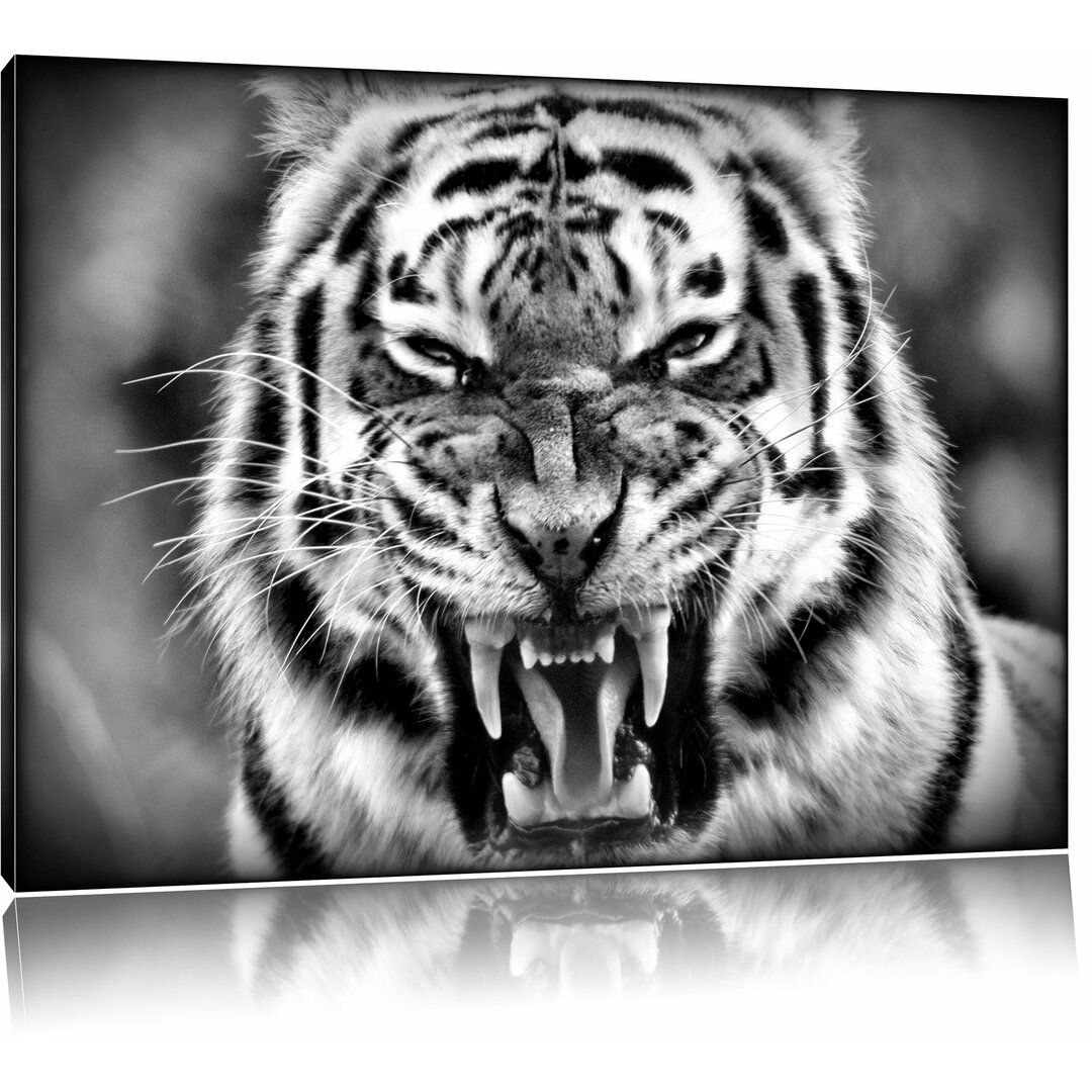 Leinwandbild Aggressiver Tiger in Monochrom