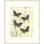 Mariposas 4 Print