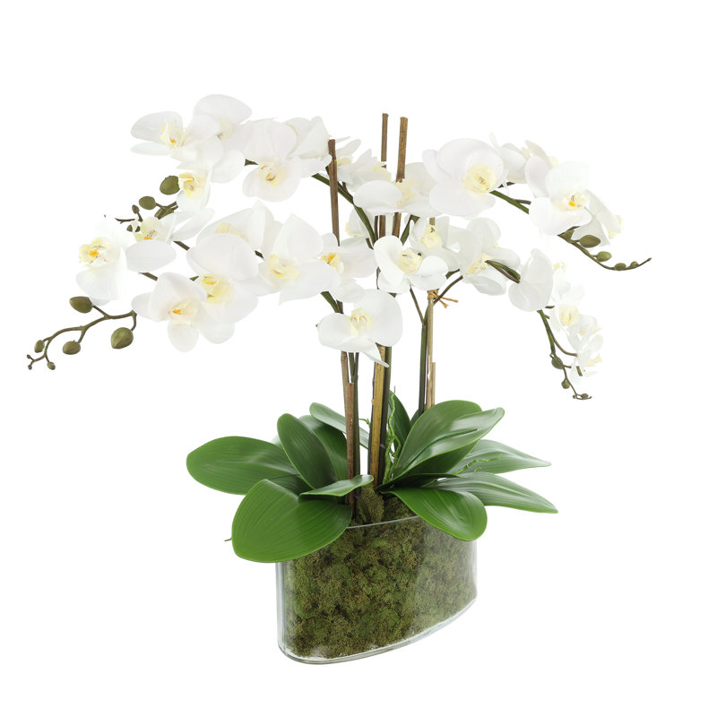 Arrangement floral orchidée en pot