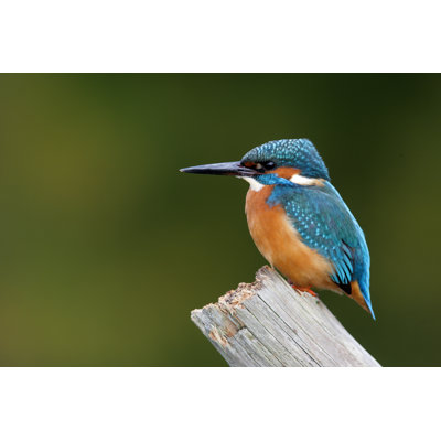 " Kingfisher, Alcedo Atthis " by Mikelane45