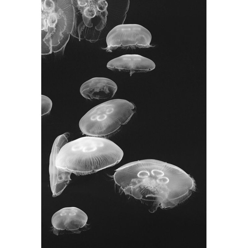 Jellyfish by Lingbeek - Wrapped Canvas Print, 30cm H x 20cm W