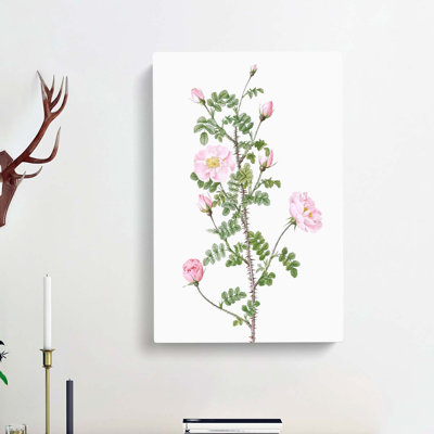 Pink Scotch Briar In Pink by Pierre-Joseph Redoute - Wrapped Canvas Painting