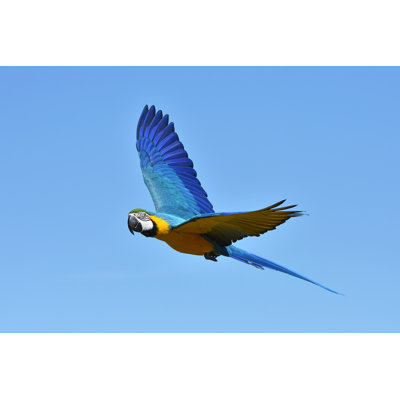 Blue And Yellow Macaw by Denja1 - Wrapped Canvas Print