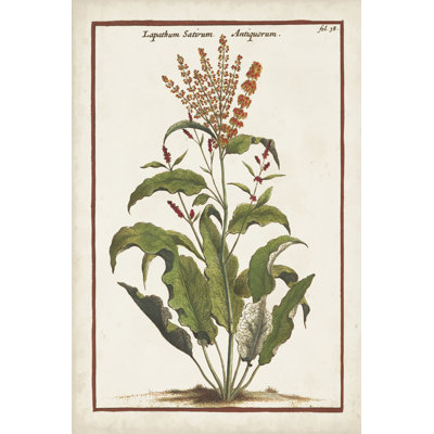 Munting Botanicals I by Abraham Munting - Painting Print