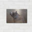 «Big Bear» par Karen Smith-1615901804