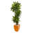 66 " H Faux Dracaena Plant in Ceramic Planter