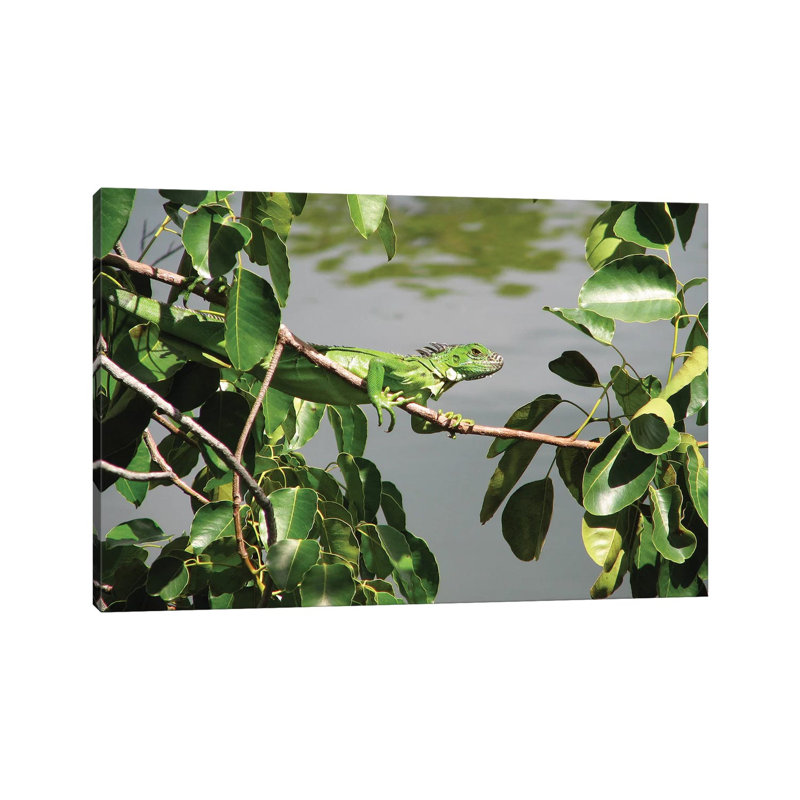 Young Iguana by Brian Wolf - Wrapped Canvas Print, 20.32cm H x 30.48cm W x 1.91cm D