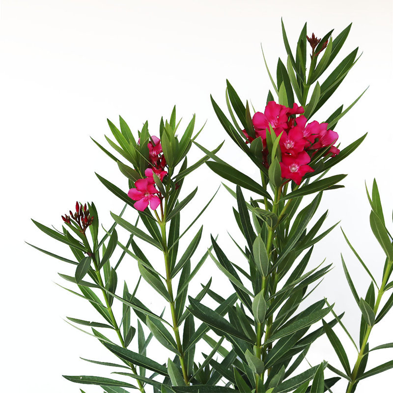 Calypso Pink Oleander Flowering Shrub in Black Pot