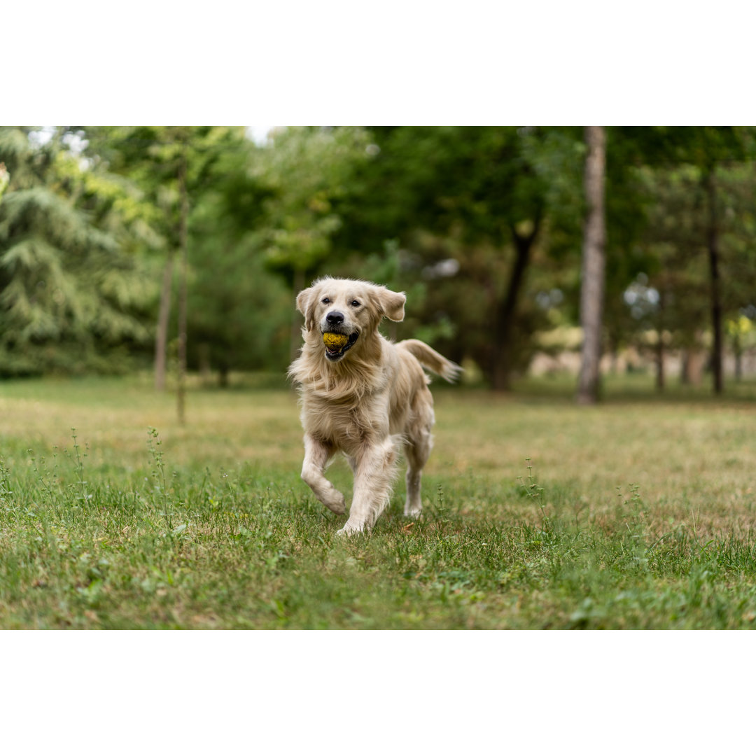 Golden Retriever von Freemixer - Druck auf Leinwand ohne Rahmen