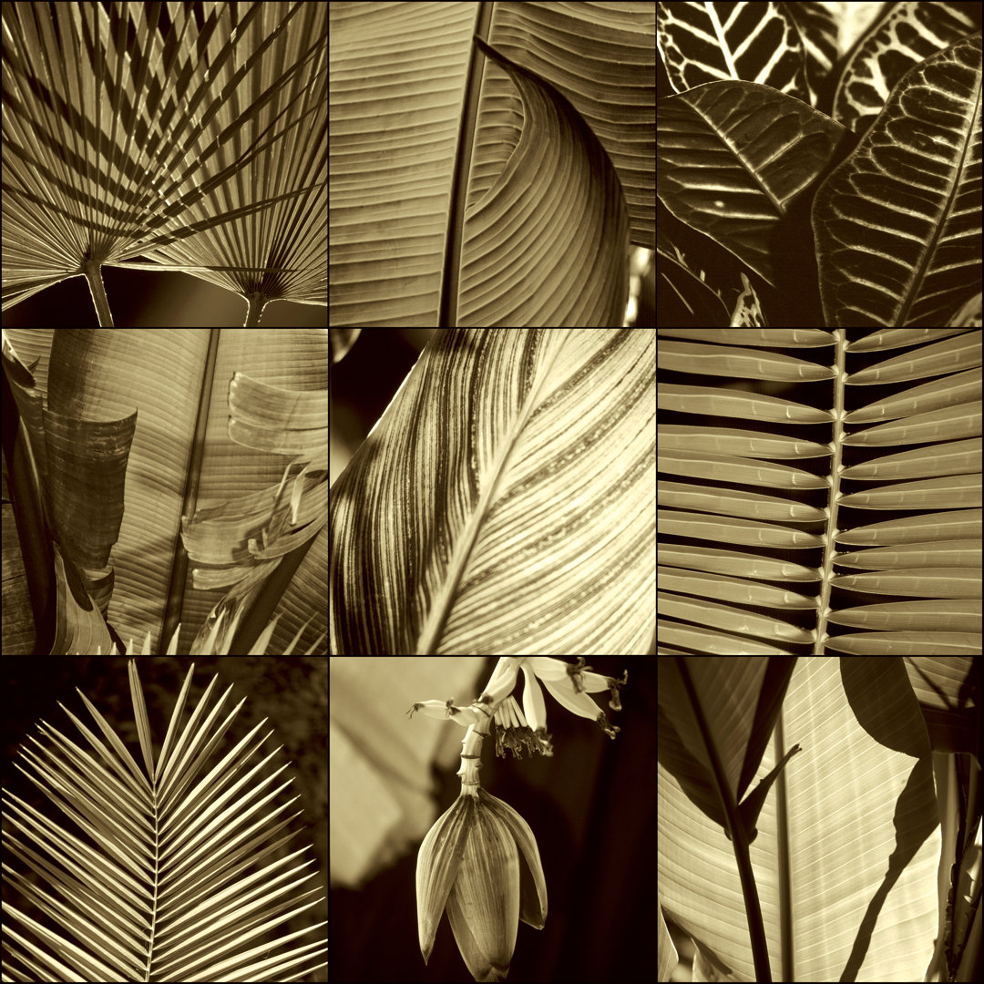 Leinwandbild Tropical Leaves I von Caroline Kelly